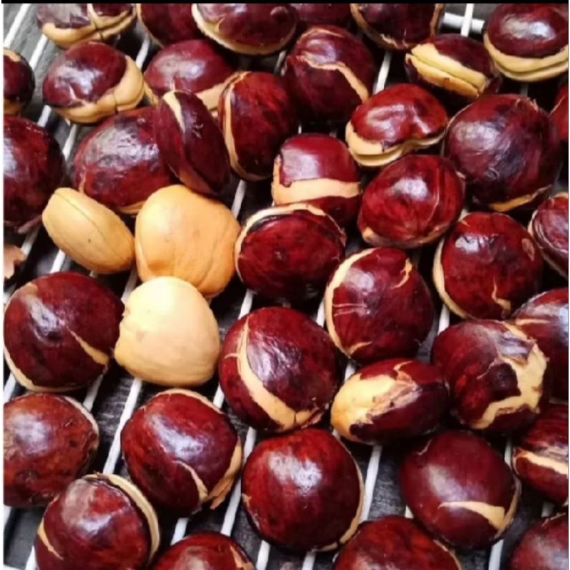 

PROMO JENGKOL TUA SUPER 1,5 KG ( SATU SETENGAH KILO)TERMURAH DAN TERLARIS