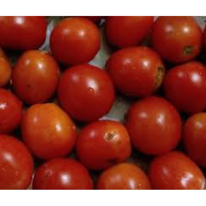 

tomat merah