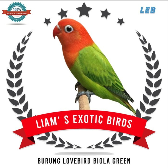 Burung Lovebird Biola Green Pilihan