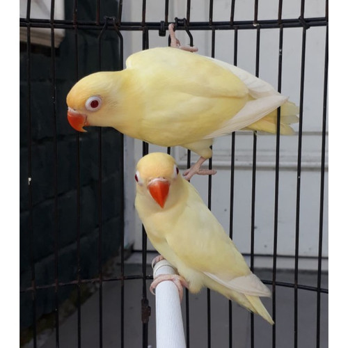 Burung Lovebird PB Creamino MM Sepasang