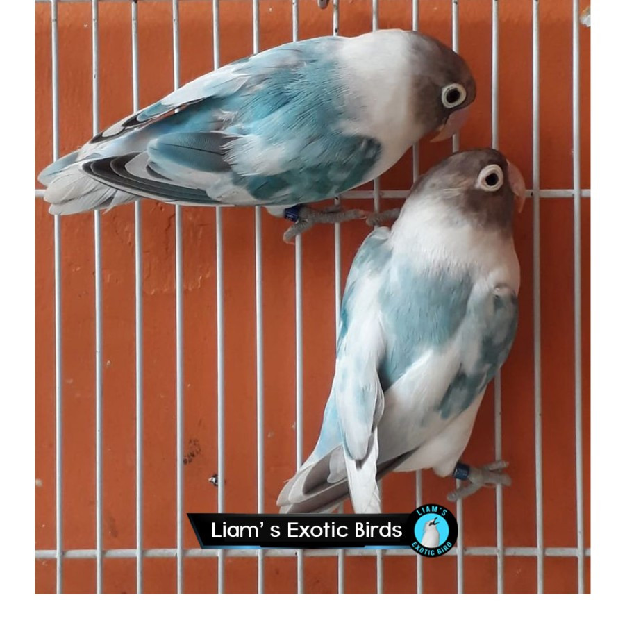 Burung Lovebird Blue Series Pilihan Sepasang