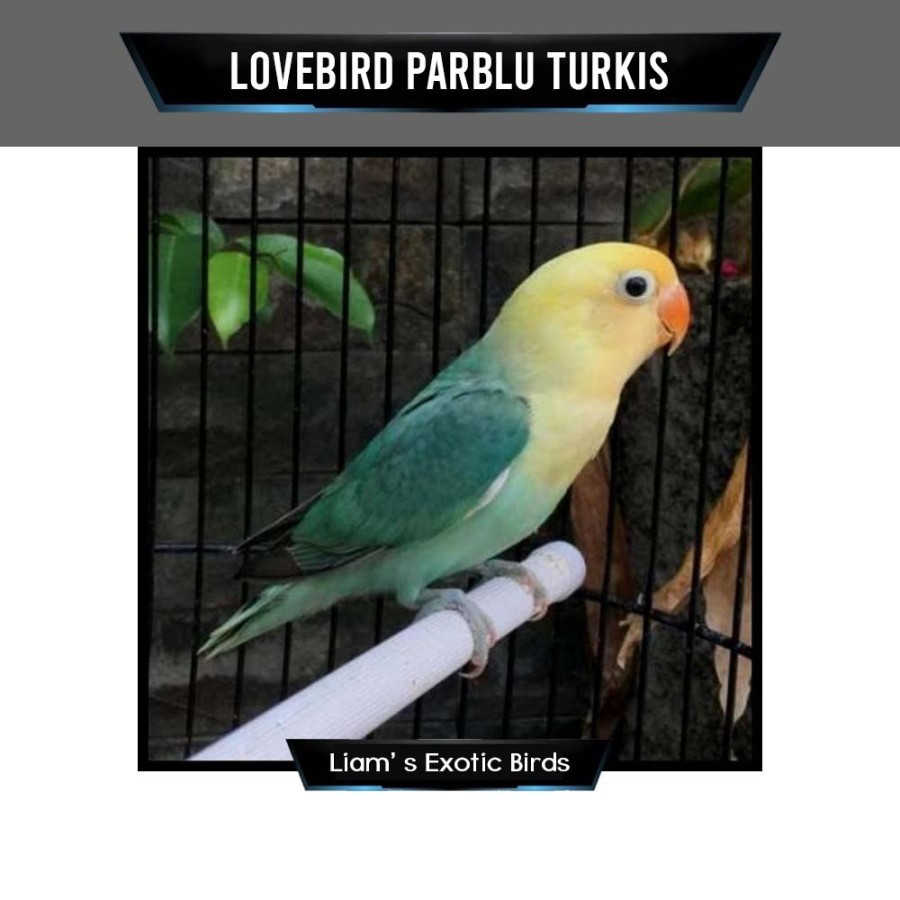 Burung Lovebird Warna Parblue Turquoise