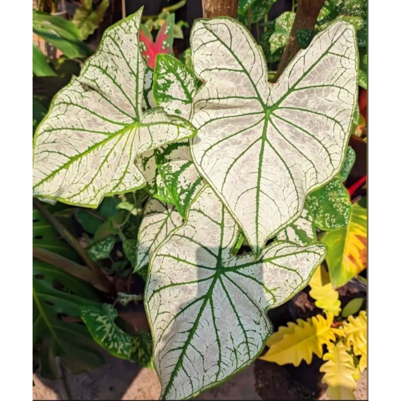 Tanaman Hias Keladi Thai Series White Star Bunga Hias Keladi Caladium Anakan Murah Merah BUKAN BONGG