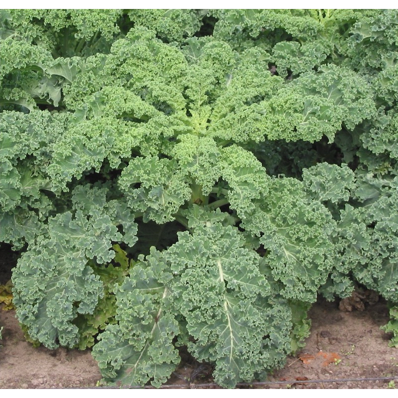 

daun kale segar organik per 250 gram