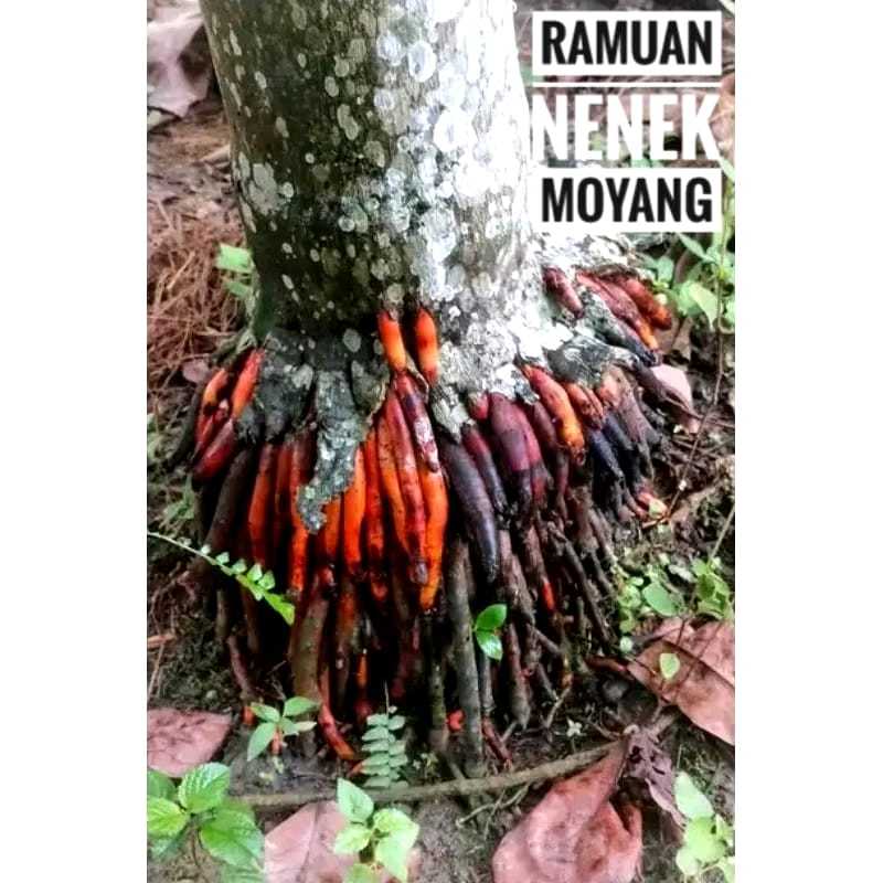 

Akar Pinang / Akar Jambe / Akar jambe Muda / Akar Jambe Basah / 100gram