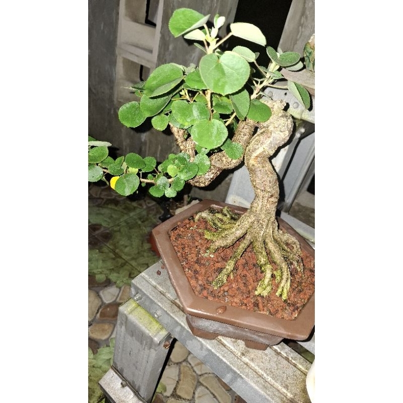 Bonsai Waru Jepang