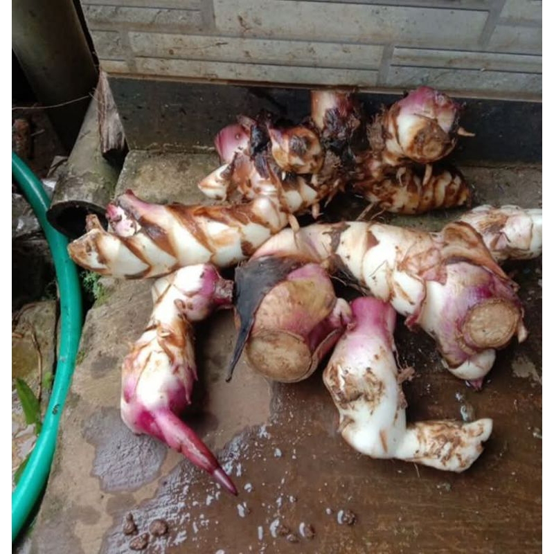 

ganyong muria,manis 1 kg