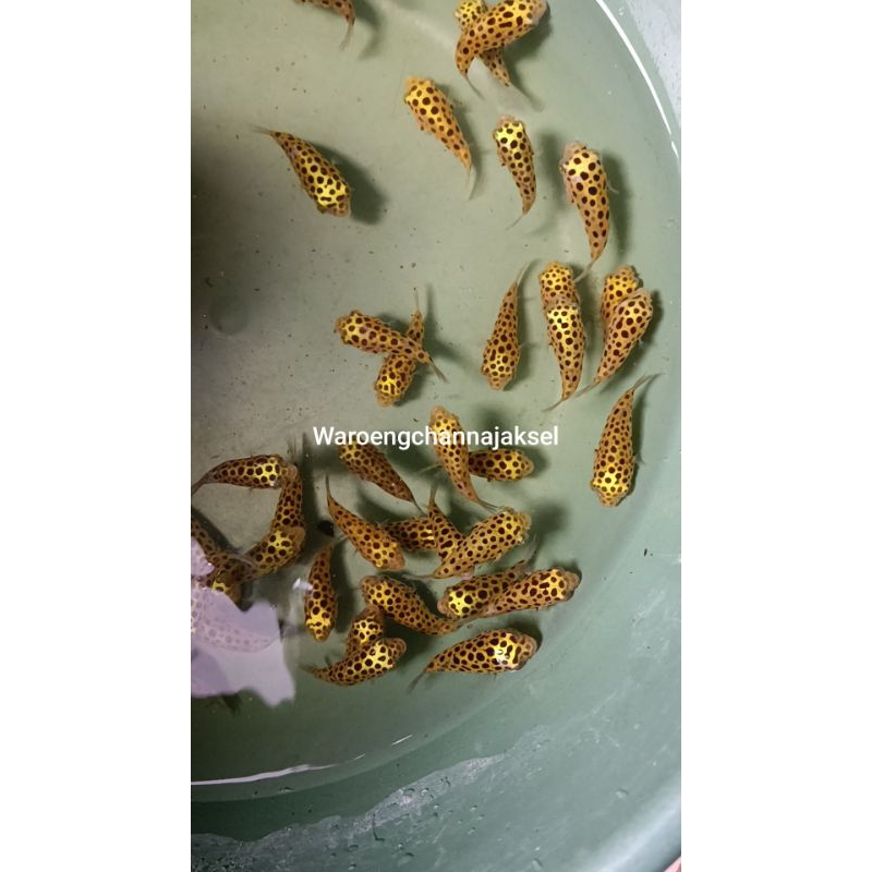 ikan buntal hijau air tawar