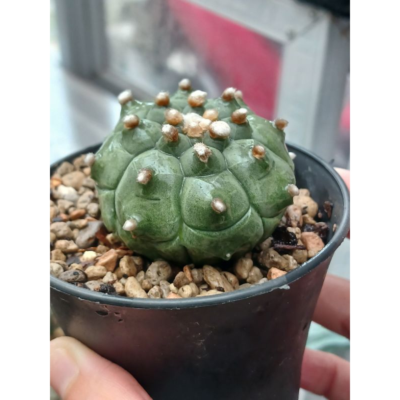 Astrophytum Kikko Turtle | Kaktus