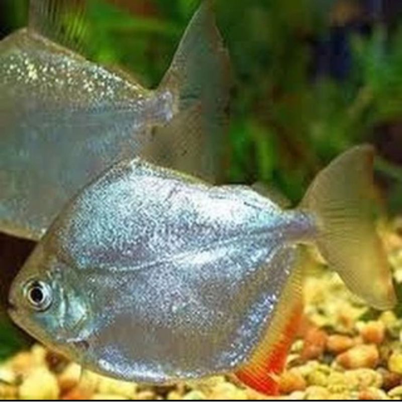

HIASAN AQUARIUM/SILVER DOLLAR KECIL