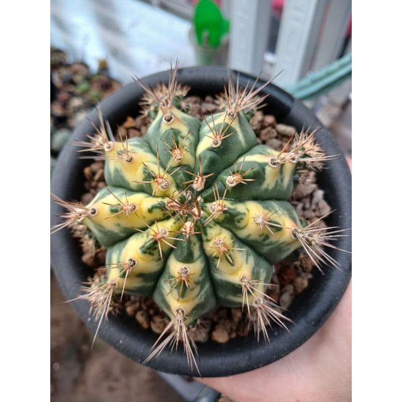 Gymnocalycium Cat Eye Indukan | Kaktus