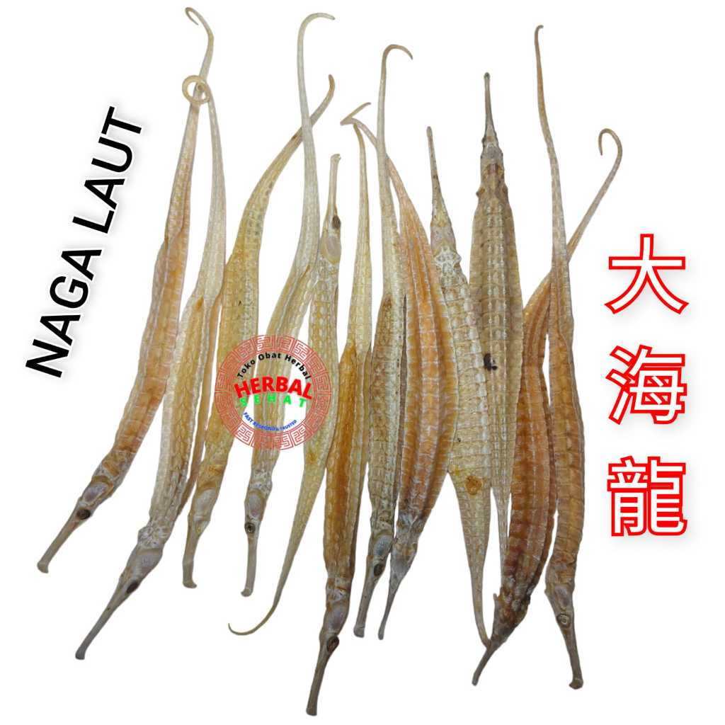 

10 gram Hai Long Naga Laut Kering - Hai Lung Super - Hailong / Hailung - Syngnathus Acus