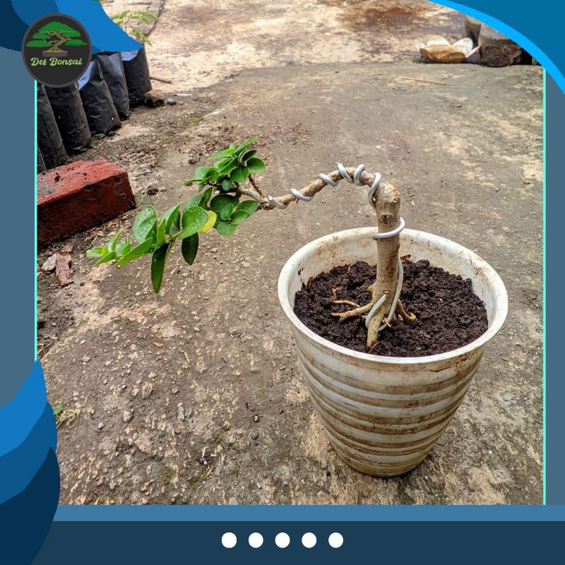 Bonsai sancang mini hidup ( bakalan )