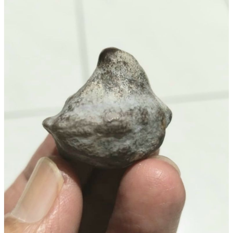 Kemiri Adu Muncang Adu MJ Ori Untuk Koleksi