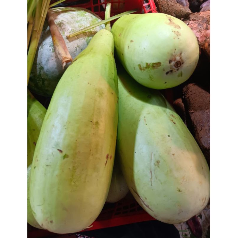 

labu air 1pcs 1,5 - 2.kg