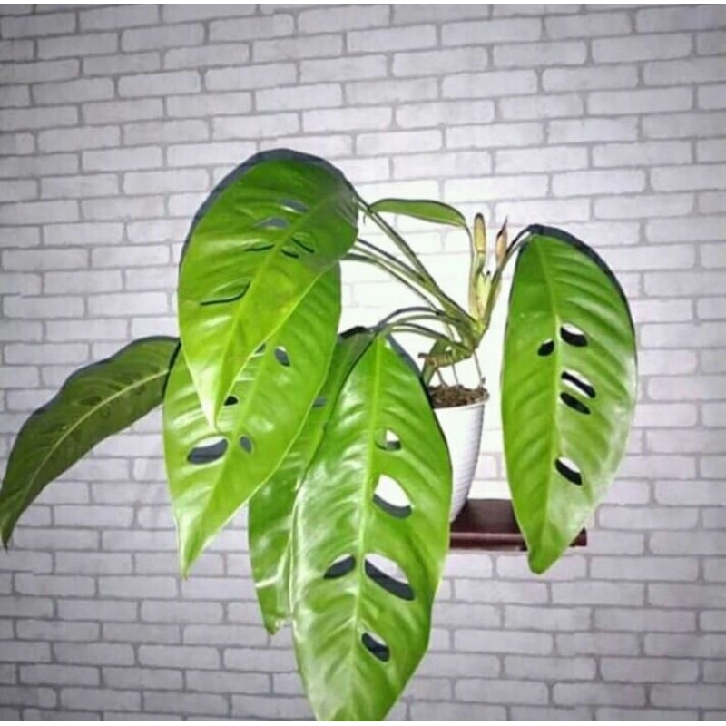 Tanaman hias duda bolong megasperma