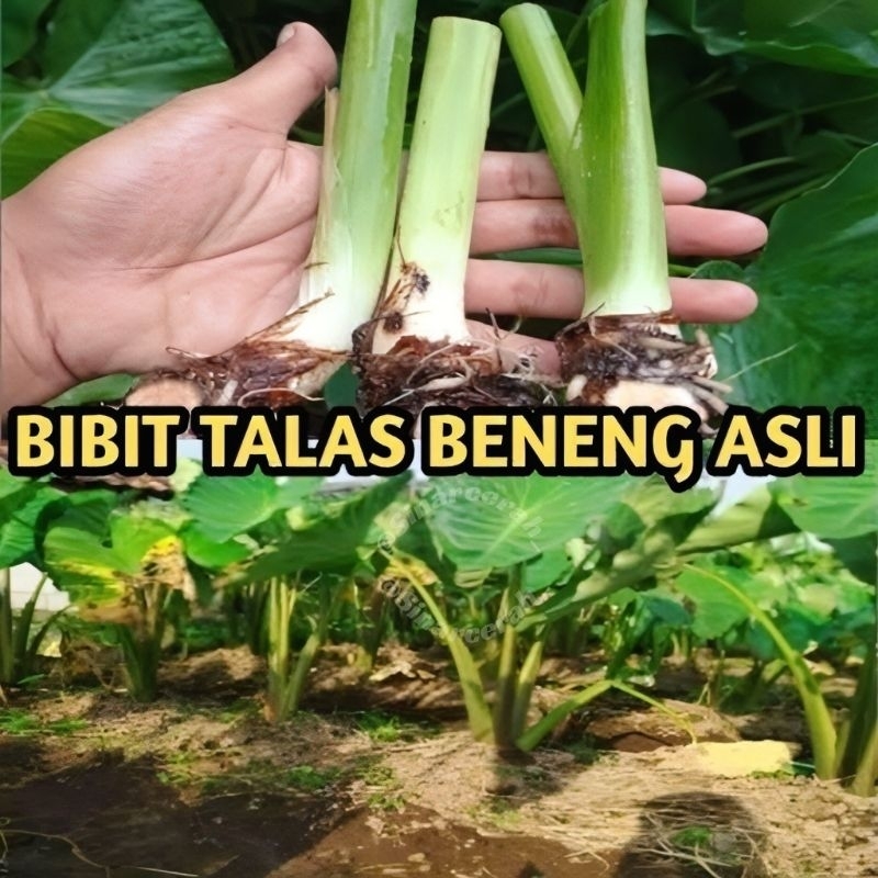 Bibit talas beneng /bibit pohon talas beneng siap tanam