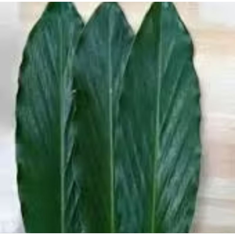 

daun kapulaga herbal alami/leuhang per lembar