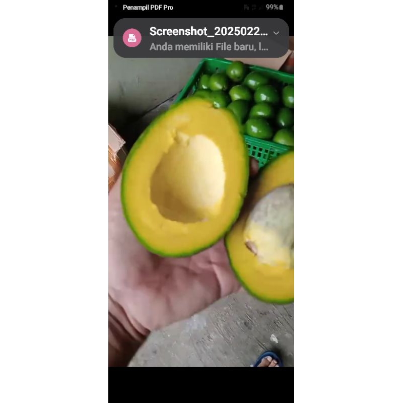 

alpukat alpukat MIKI pulen dijamin bisa mateng garansi