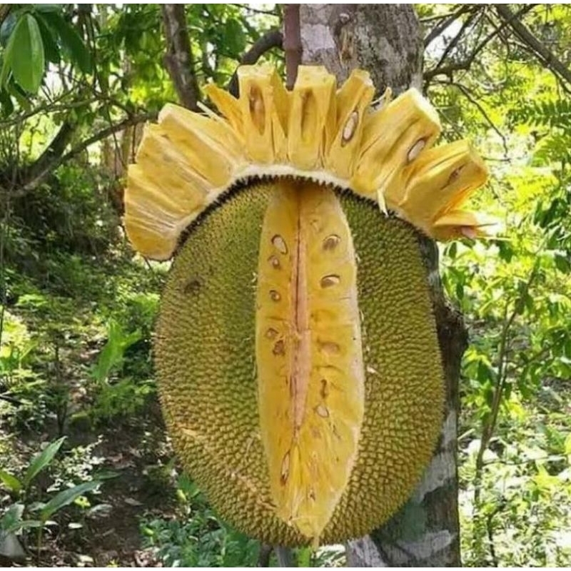 

Bibit Nangka Madu Jumbo Hasil Okulasi Siap Berbuah