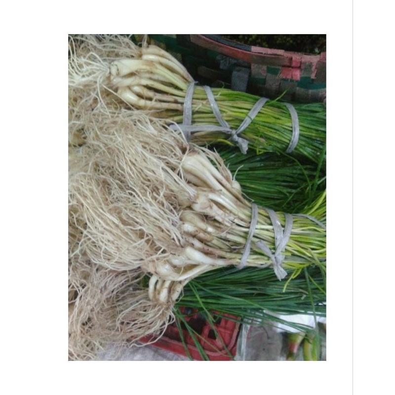 

Bawang Batak Segar 1KG