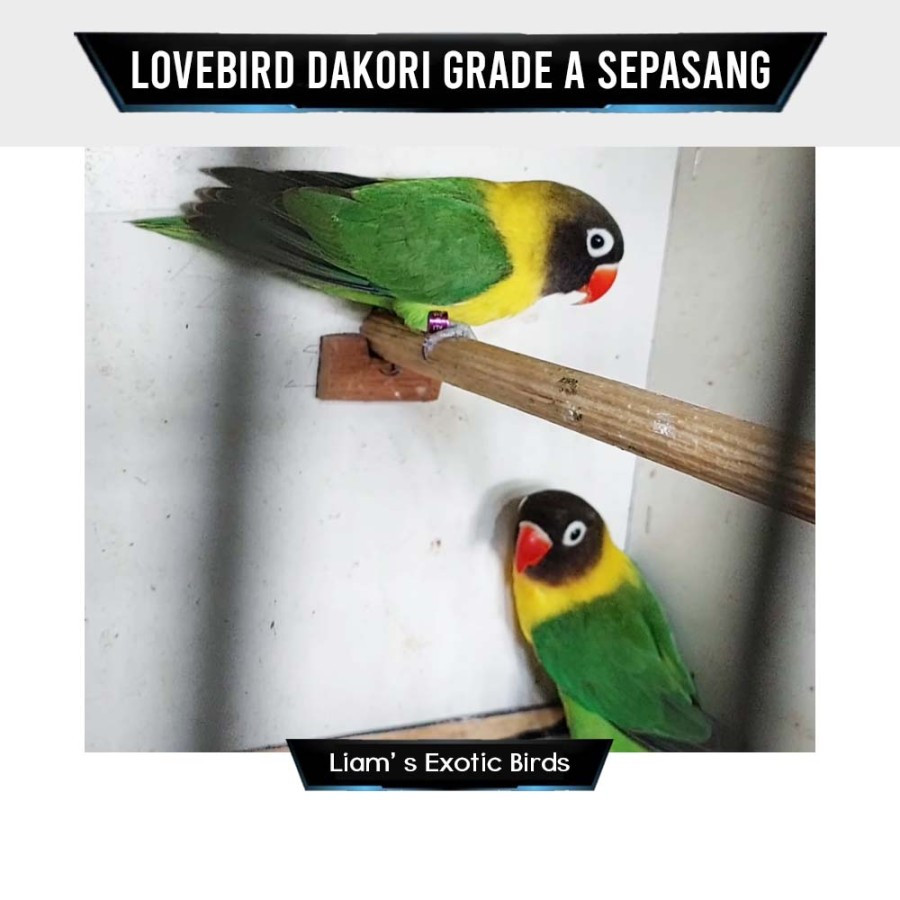 Burung Lovebird Dakori Indukan Grade A Satuan Pilihan