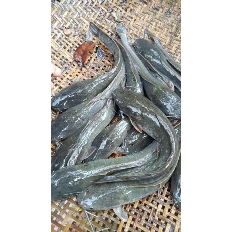 

ikan lele fresh 1kg isi 7 isi 6 isi 5 isi 4