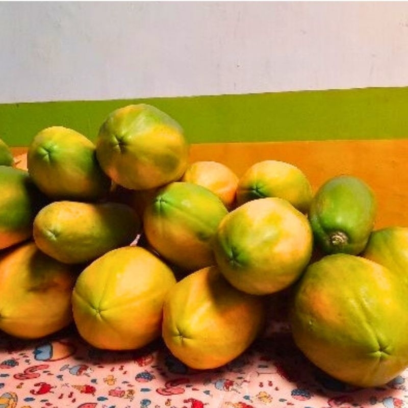 

Buah Pepaya California Madu Manis Fresh Baru Petik1 pcs 1 kg Masak Dipohon