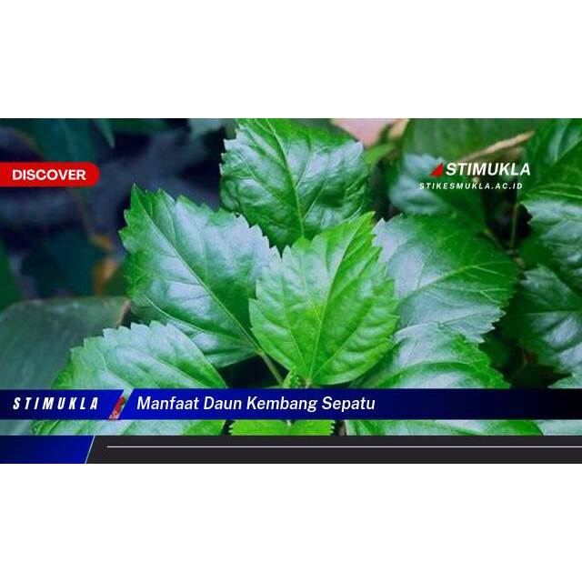 

DAUN HERBAL KEMBANG SEPATU