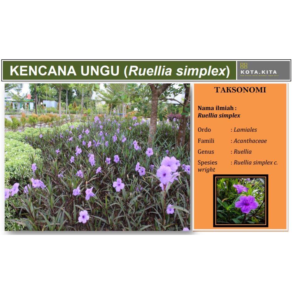 

DAUN HERBAL SEGAR KENCANA UNGU RUELLIA