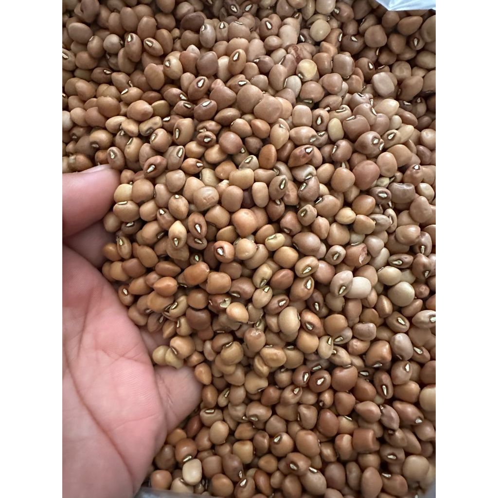 

Kacang Tolo Kacang Tunggak Organik Premium 500gr