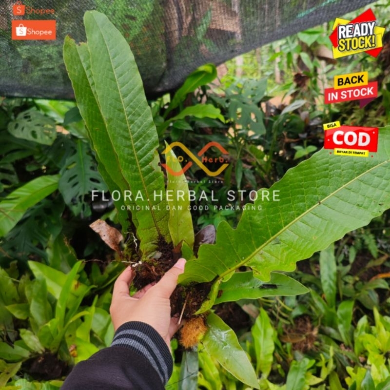 Tanaman hias aghlaomorpha kadaka layangan | kadaka ekor naga