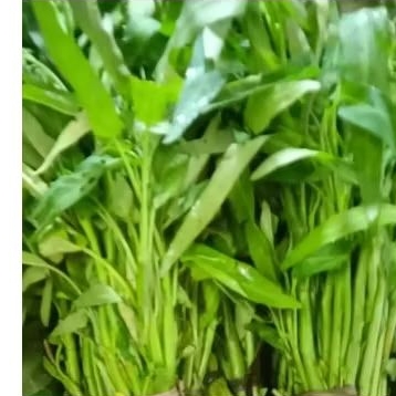 

Kangkung 1ikat