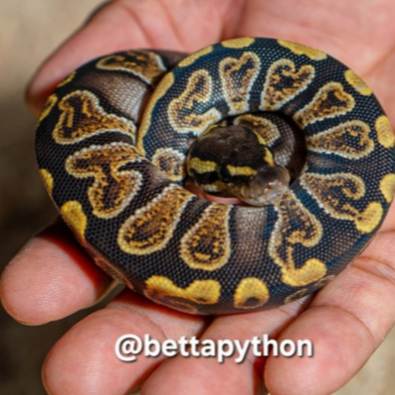 Ball python Female Baby GHI het Cryptic/Clown possible het DG [Dessert Ghost]