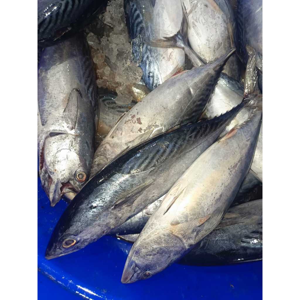 

IKAN TONGKOL BATIK