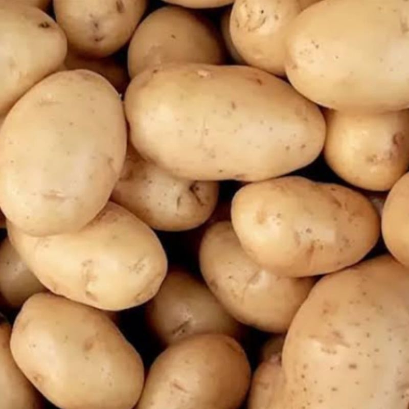 

Kentang Besar Pilihan 1 KG