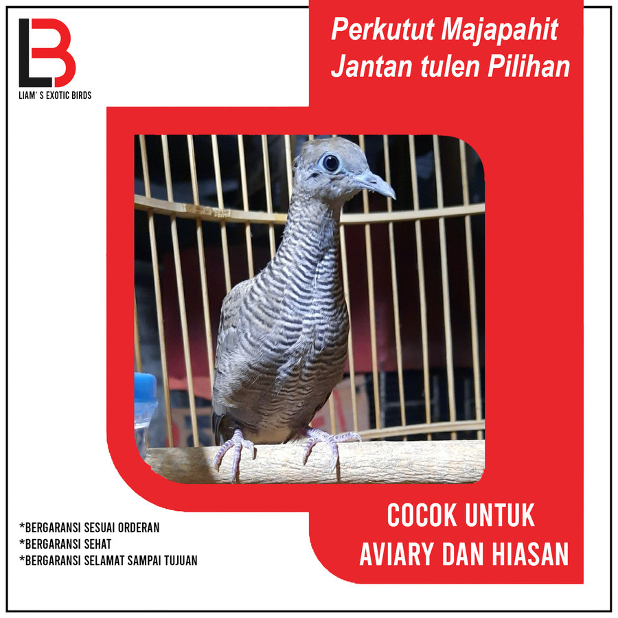 Burung Perkutut Majapahit Pilihan Prospek
