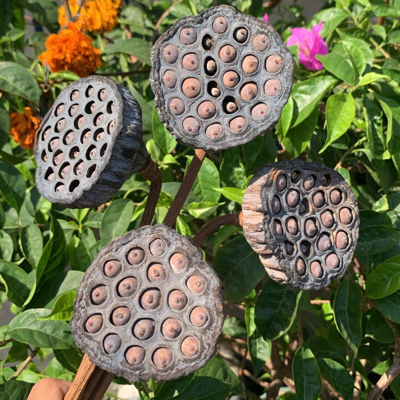 

Biji Teratai / Biji Lotus Kering 5 Tangkai / Takop Biji Teratai Lotus Kering