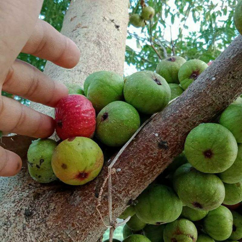 

satu kg buah loa segar