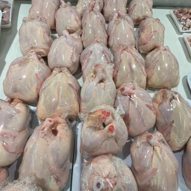 

ayam negeri