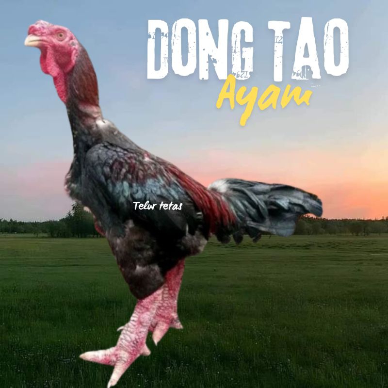 telur ayam dong tao Vietnam ori bisa untuk di tetaskan