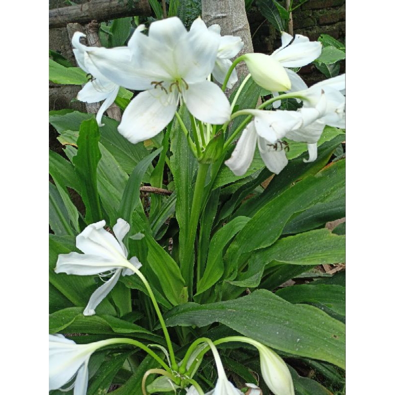 bunga bakung putih atau amarilis atau tulip putih ukuran besar