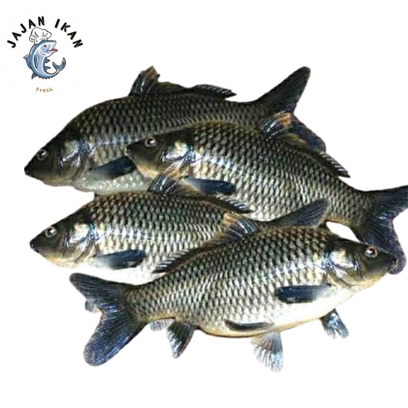 

Ikan Emas [JAJAN IKAN] Ikan Emas Segar 1Kg