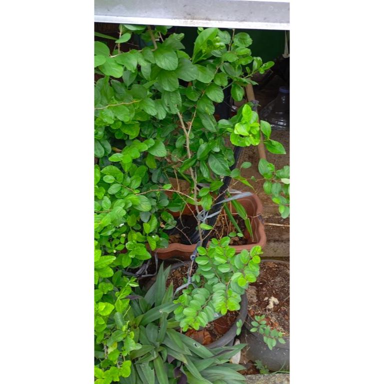 Tanaman Herbal Bidara Arab -+ 1 Meter  | Pohon Bidara Arab | Tanaman Bidara Arab