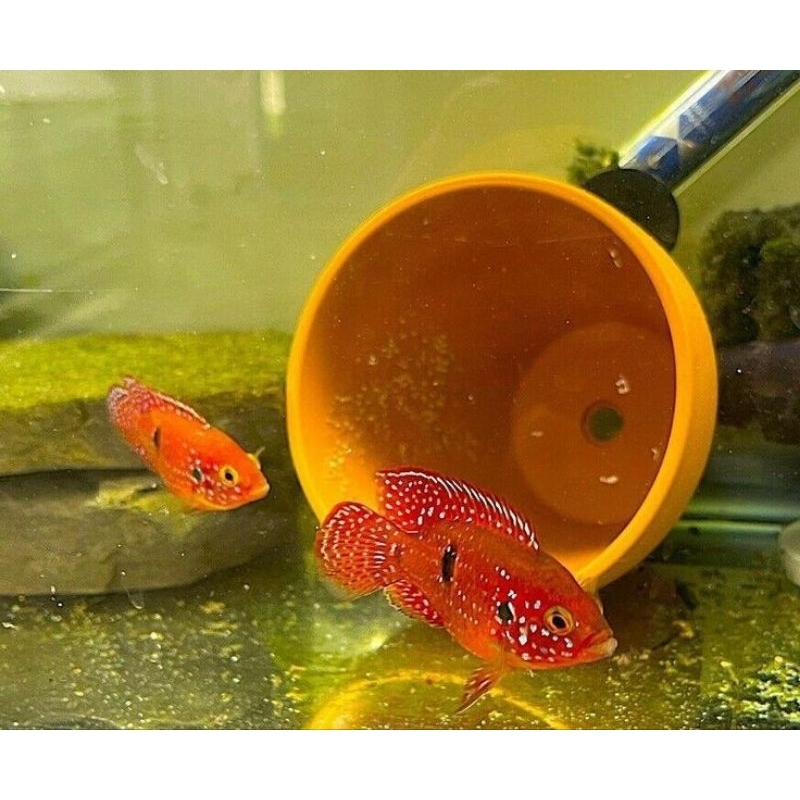 Ikan Hias Red Jewel Cich Shortbody Size 3-4cm Hiasan Aquarium Kolam Tank Aquascape