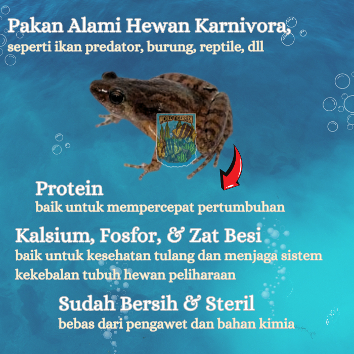 Kodok Sawah Beku Kodok Rawa Pakan Ikan Arwana 500gr Kodok Segar Pakan Ikan Predator Pakan Ikan