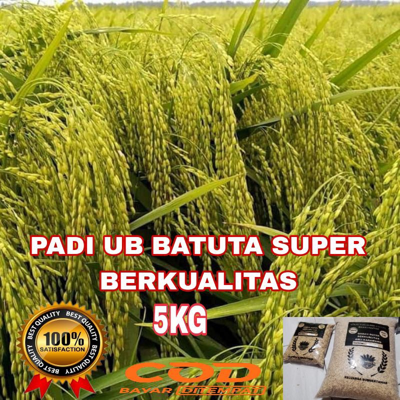 (5KG) BIBIT/BENIH PADI UB 2 BATUTA SUPER UNGGUL BERKUALITAS.