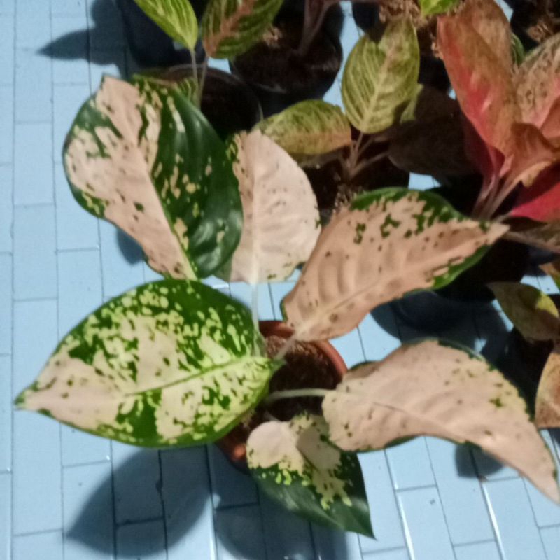 aglonema suksom white