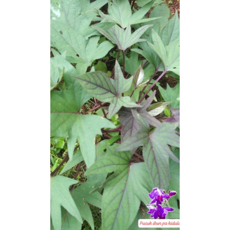 bibit ubi daun ungu/bli 10 gratis 1