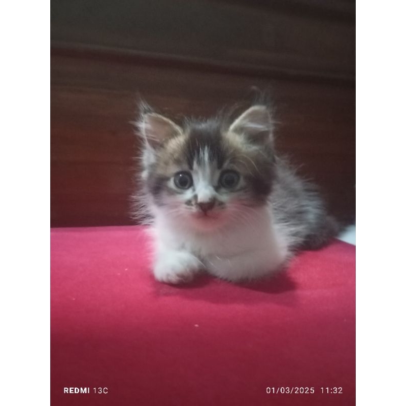 Metal Detector Underground Metal Gold Detector - MD-4030 - Detektor Logam Bawah Tanah / Bawah Pasir 